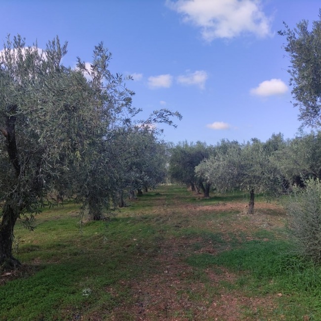 Ελαιώνας την εποχή της συγκομιδής
