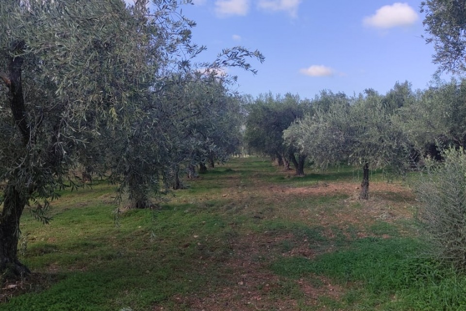 Ελαιώνας την εποχή της συγκομιδής